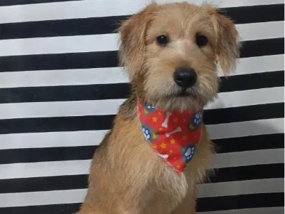 Foto de Max para doação adocao em Santo André