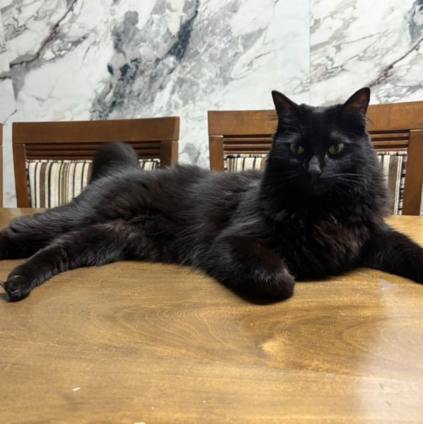 Foto de Bichico perdido em Osasco