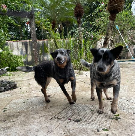 Foto de Bandit E Bingo adocao em São Paulo