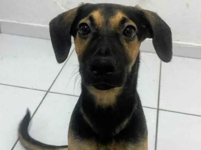 Foto de Billy para doação adocao em São Paulo