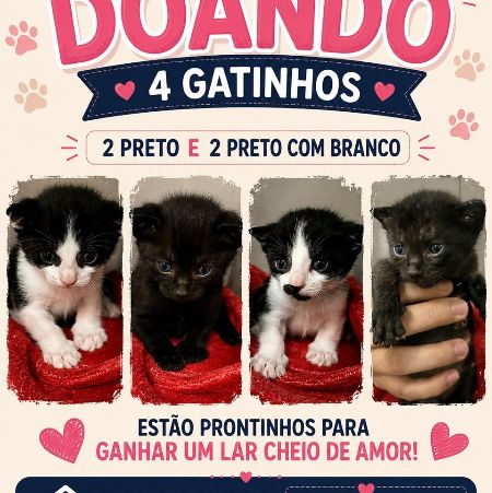 Foto de Filhotes Lindos adocao em São Paulo