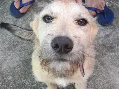 Foto de Meg para doação adocao em São Paulo