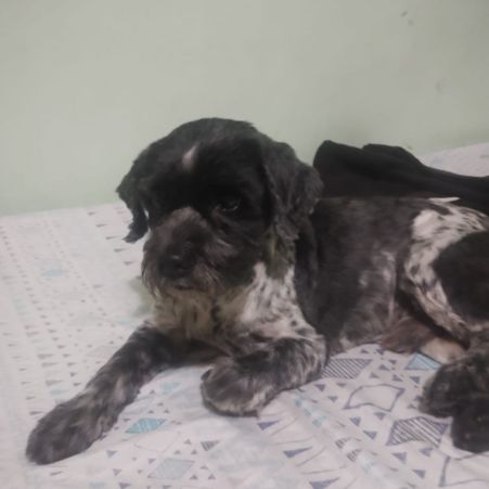 Foto de cachorro adocao em São Paulo