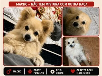 Foto de Foxy perdido em São Paulo