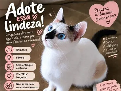 Foto de Rutinha para doação adocao em São Paulo