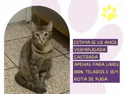 Foto de Rubi para doação adocao em São Paulo