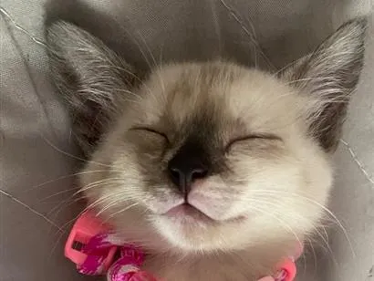 Foto de Gatos e Gatas mia para doação adocao em Louveira