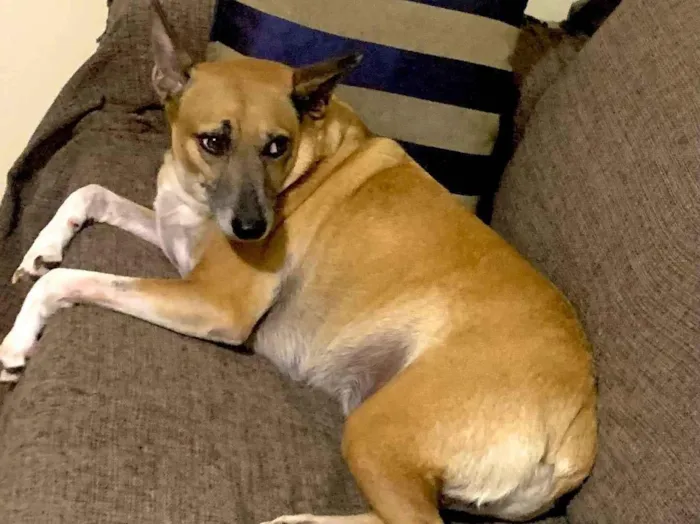 Foto de CHICO perdido em São Paulo
