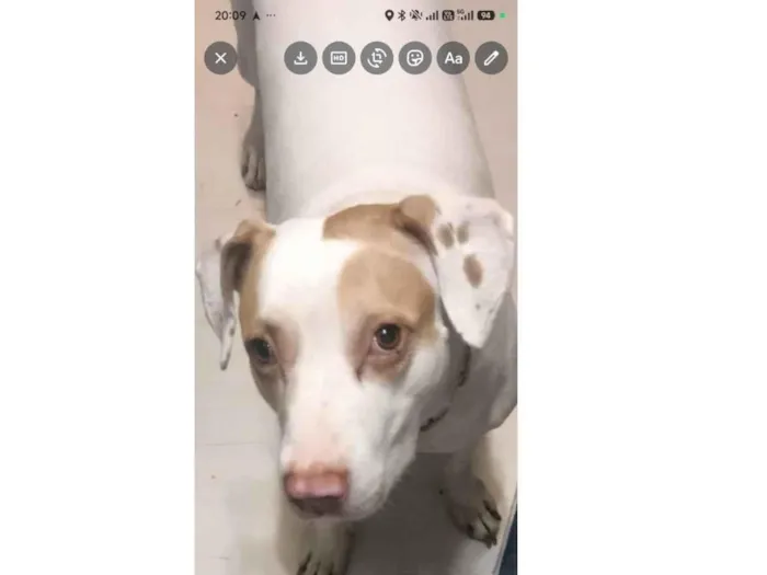 Foto de Akira perdido em São Paulo