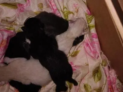 Foto de Gatos e Gatas nao tem acabaram de nascer para doação adocao em São Paulo