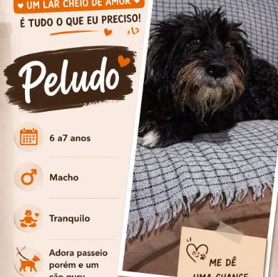 Foto de Peludo adocao em São Paulo