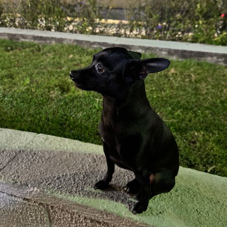 Foto de Neguinha perdido em Campinas