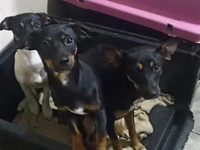 Foto de Lola . Nabi. Vick para doação adocao em Sertãozinho