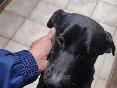Foto de Lupito perdido em Santo André