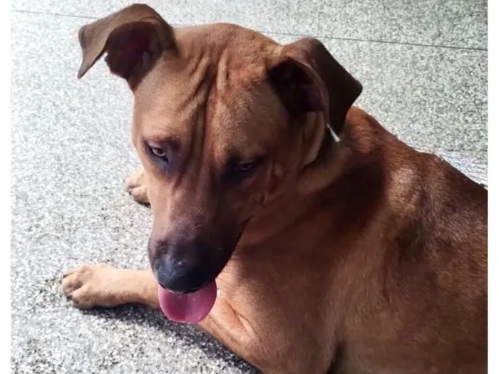Foto de Marlon 1 aninho lindo para doação adocao em São Paulo
