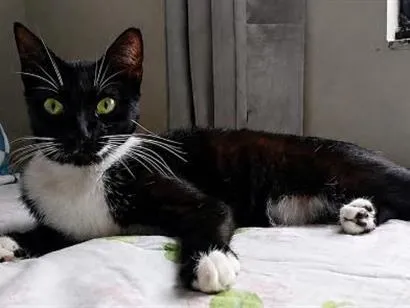 Foto de Gamora perdido em Palmas